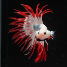 画像8: CT　ホワイトファンシー (8)