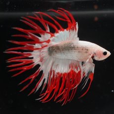 画像7: CT　ホワイトファンシー (7)