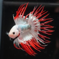 画像6: CT　ホワイトファンシー (6)
