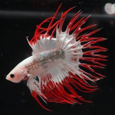 画像2: CT　ホワイトファンシー (2)