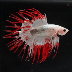 画像5: CT　ホワイトファンシー (5)