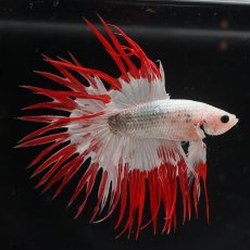 画像1: CT　ホワイトファンシー (1)