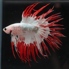 画像4: CT　ホワイトファンシー (4)