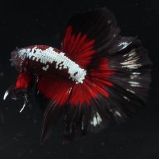 画像4: HM　ブラックレッドサムライ (4)
