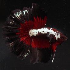 画像1: HM　ブラックレッドサムライ (1)
