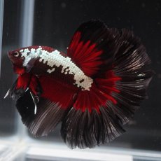 画像8: HM　ブラックレッドサムライ (8)