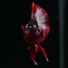 画像16: HMPK　ファンシーパープル (16)