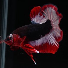 画像11: HMPK　ファンシーパープル (11)
