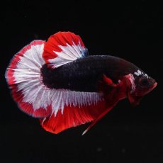 画像4: HMPK　ファンシーパープル (4)