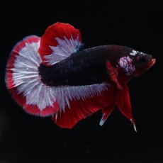 画像8: HMPK　ファンシーパープル (8)