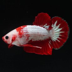 画像5: HMPK　ファンシーレッド (5)