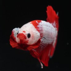 画像6: HMPK　ファンシーレッド (6)