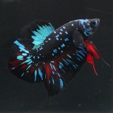 画像6: HMPK　ブラックスター (6)