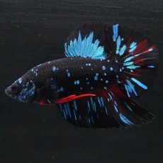 画像2: HMPK　ブラックスター (2)