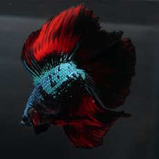 画像11: FM　ブラックスター (11)