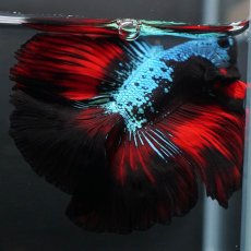画像6: FM　ブラックスター (6)