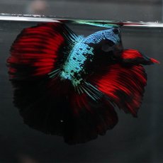 画像8: FM　ブラックスター (8)