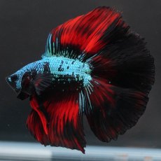 画像1: FM　ブラックスター (1)