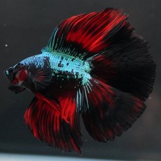 画像7: FM　ブラックスター (7)