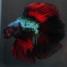 画像5: FM　ブラックスター (5)