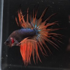 画像5: CT　ブラックマスタード (5)
