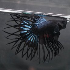 画像5: KCT　ブラックオーキッド (5)