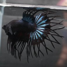 画像4: KCT　ブラックオーキッド (4)