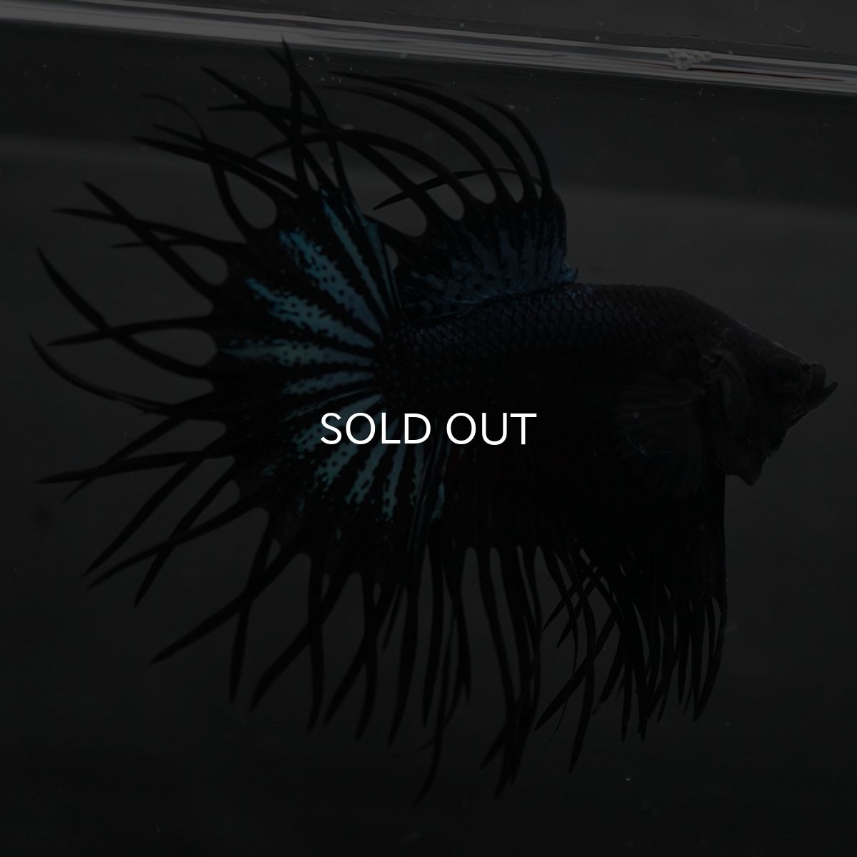 画像1: KCT　ブラックオーキッド (1)