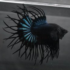 画像1: KCT　ブラックオーキッド (1)