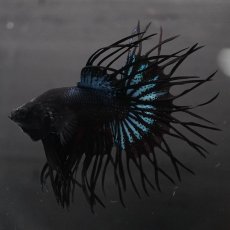 画像2: KCT　ブラックオーキッド (2)