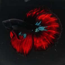 画像6: HM　ブラックスター (6)
