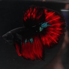 画像2: HM　ブラックスター (2)