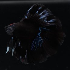 画像11: FM　ブラックオーキッド (11)