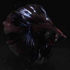 画像2: FM　ブラックオーキッド (2)