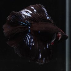 画像6: FM　ブラックオーキッド (6)