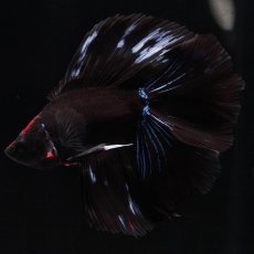 画像8: FM　ブラックオーキッド (8)