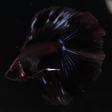 画像7: FM　ブラックオーキッド (7)