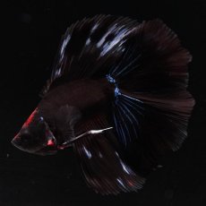 画像5: FM　ブラックオーキッド (5)