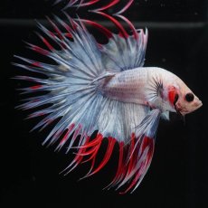 画像8: CT　ファンシー (8)