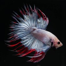 画像4: CT　ファンシー (4)