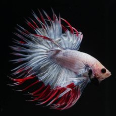 画像6: CT　ファンシー (6)