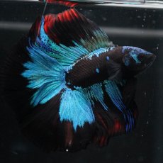 画像5: FM　ブラックスター (5)