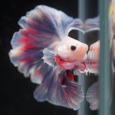 画像7: HM　ファンシー　ローズテール (7)