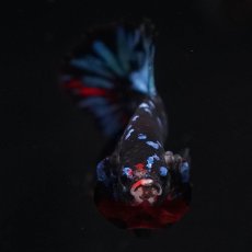 画像3: HMPK　ブラックスター (3)