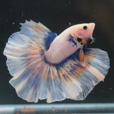 画像4: HM　ファンシー (4)