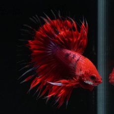 画像6: CT　ファンシーレッド (6)