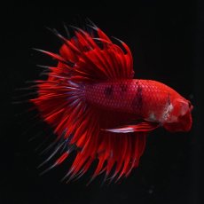 画像5: CT　ファンシーレッド (5)
