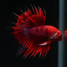画像3: CT　ファンシーレッド (3)