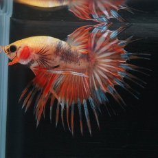画像5: CT　オレンジファンシー (5)