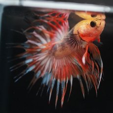 画像4: CT　オレンジファンシー (4)